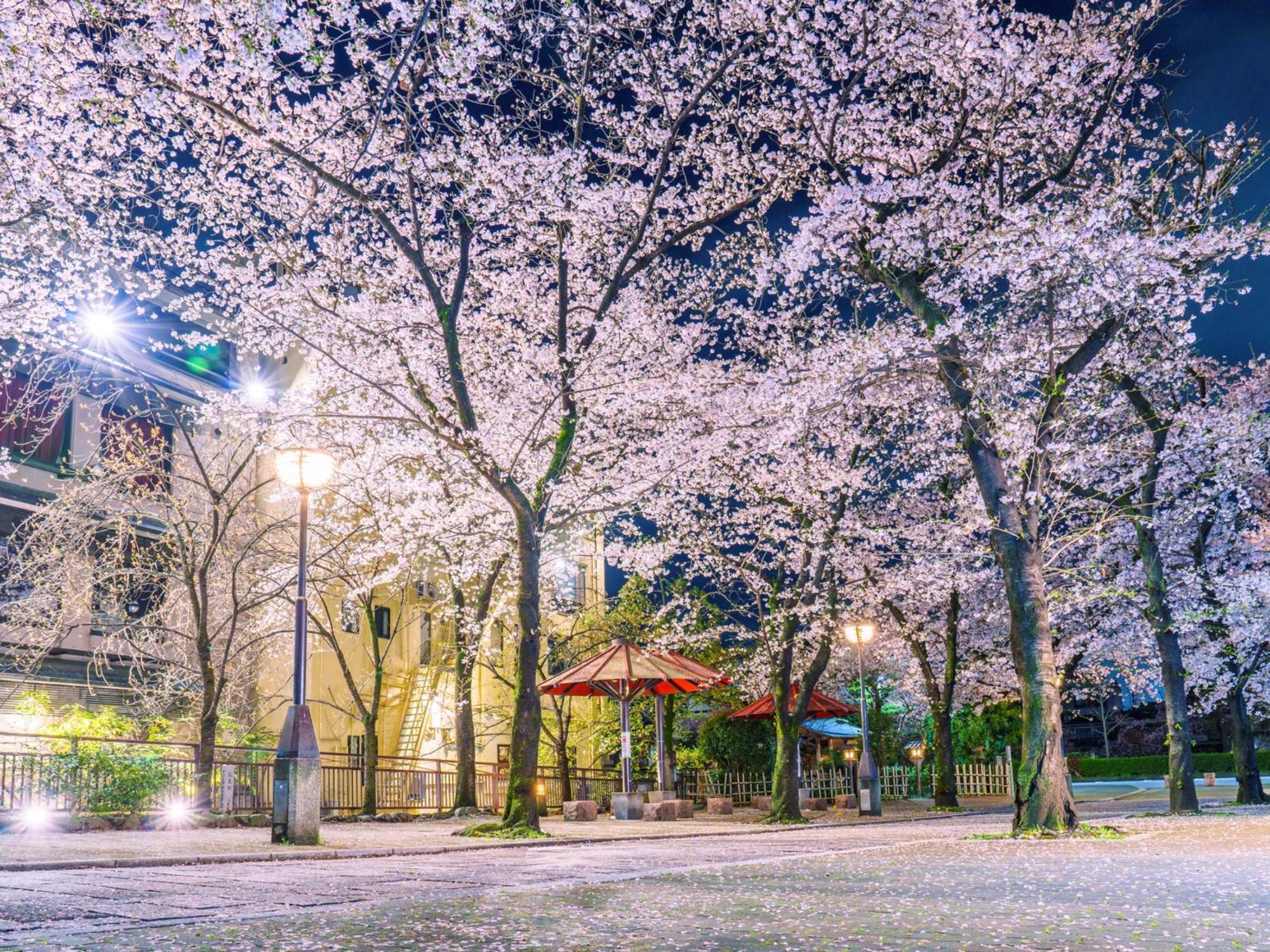 The Blossom Kyōto